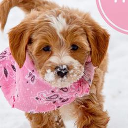 Assorted Doodle Crosses, Aussiedoodles, Golden Aussiedoodles, Goldendoodles, and Sheepadoodles from Goldendoodledoo Farms