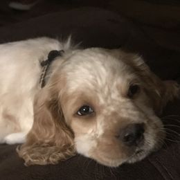 English Springer Spaniel Puppies from River’s Edge ~ English Springer Spaniels