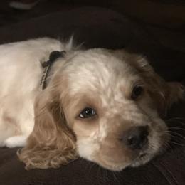 English Springer Spaniel Puppies from River’s Edge ~ English Springer Spaniels