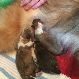 Shetland Sheepdog Puppies from RegalStarShelties