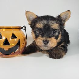 Green collar boy - Black and tan male Yorkshire Terrier puppy in Jacksonville, Florida from Yorkieology