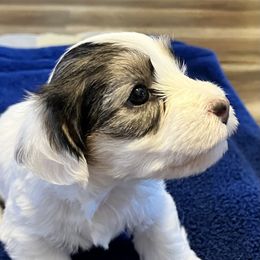 Girl 1 - White and badger female Sealyham Terrier puppy in Holden, Missouri from Thistle and Rock Sealyham Terriers