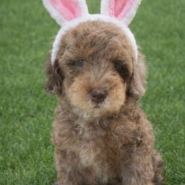 Leilani - Goldendoodle