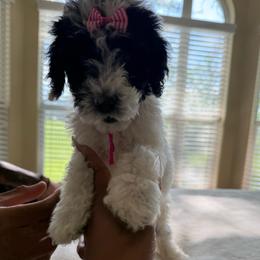 Lady Panda - Parti female Poodle puppy in Midlothian, Texas from Pristine Puppies & Signature Studs