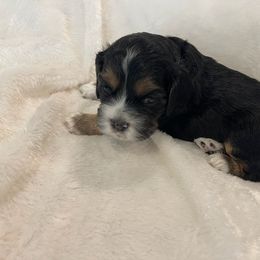 Cocker Spaniel Puppies from Jennifer Dees