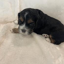 Cocker Spaniel Puppies from Jennifer Dees