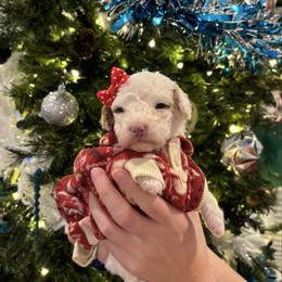 Sherbet - Parti female Goldendoodle puppy in Spring, Texas from Sterling Star Doodles