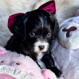 Clara - Black and white female Cavapoo puppy in Tucson, Arizona from Cavapoo Puppy Parade