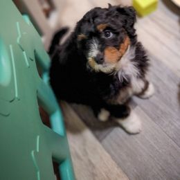 Assorted Doodle Crosses Puppies from Do Wah Diddy Doodles