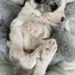 Aussiedoodle and Miniature Australian Shepherd Puppies from Biggie Ranch