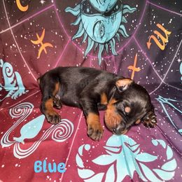 Blue - Black and rust male Doberman Pinscher puppy in Louisville, Kentucky from Ruiz Dobermans