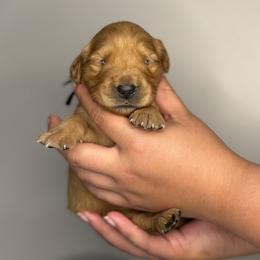 Golden Retriever Puppies from Revival Retrievers
