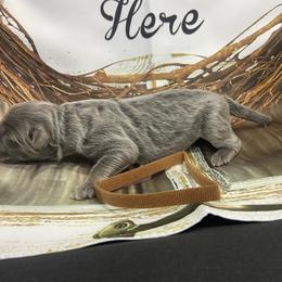 Boy 2 - Blue male German Shepherd puppy in Pelham, North Carolina from P & P Shepherds