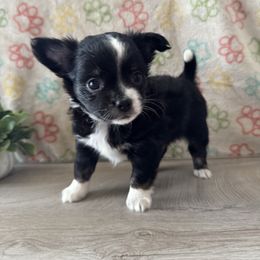 Bowtie - Black and white male Chihuahua puppy in Greenup, Kentucky from KB Chihuahuas