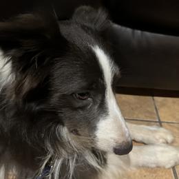 Havoc - Border Collie