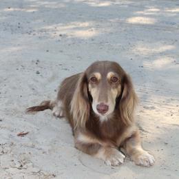 Riley - Dachshund
