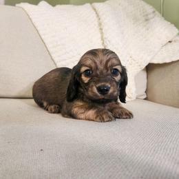 Rotini - Cream male Dachshund puppy in Dighton, Massachusetts from Powerdox Dachshunds