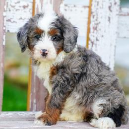 Ella - Blue merle female Bernedoodle puppy in Dundee, Ohio from Down Home Doodle