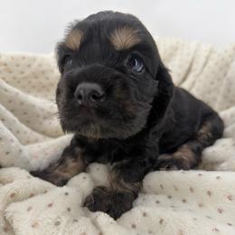 Maxwell - Black and tan male Cocker Spaniel puppy in Oklahoma from Mini Hippo Land