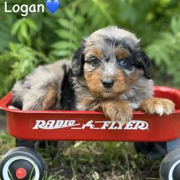 Logan - Blue merle male Aussiedoodle puppy in Lancaster, Minnesota from Finney Ranch