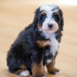 Ian - Tri-color male Bernedoodle puppy in Dundee, Ohio from Down Home Doodle