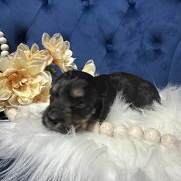 Dove - Black and tan female Dachshund puppy in Saint Peter, Illinois from Ashton’s Doxies of Southern IL