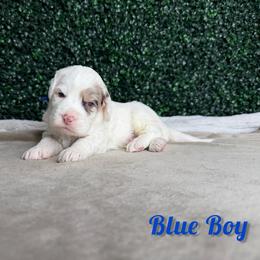 Blue Boy - Blue merle male Bernedoodle puppy in Modesto, California from Two Doods Doodles