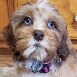 Shihpoos and Shih Tzus from Gemini Kennels