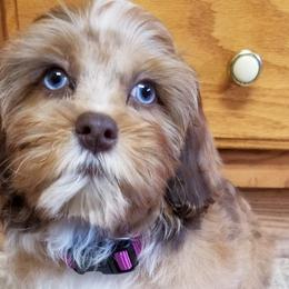 Shihpoos and Shih Tzus from Gemini Kennels
