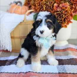 Cedar - Tri-color male Bernedoodle puppy in Russell Springs, Kentucky from 270 Doodles