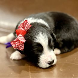 Dark purple - Black tri female Miniature Australian Shepherd puppy in 32046, Florida from River Hill Ranch