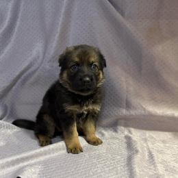 Erin - Medium Green Collar - Sable female German Shepherd puppy in Greenwood, Arkansas from West Haus Shepherds