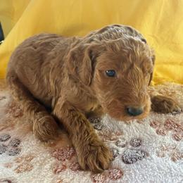 Peaches - Caramel red female Labradoodle puppy in Montrose, Colorado from Ithilien Labradoodles