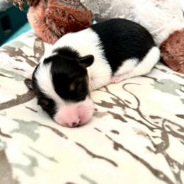 Kimes - Black and white female American Corgi puppy in Bayard, Nebraska from Puppies by Alies