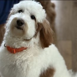 Goldendoodle puppies from BFF Goldendoodles