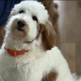 Goldendoodle puppies from BFF Goldendoodles