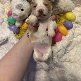 Penny - Cream female Dachshund puppy in Statesville, North Carolina from Lakeside Dachshunds