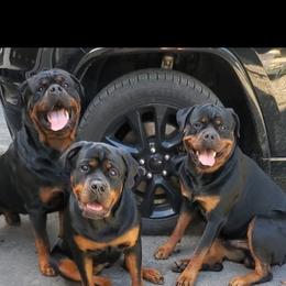 Rottweiler Puppies from Iron Clad Rottweiler