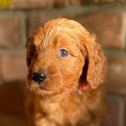 Goldendoodles from Tomball Doodles