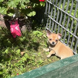 Sissy - Fawn female Chihuahua puppy in Cass City, Michigan from Lil'Fevre Chihuahuas and PomFevre Pomeranians
