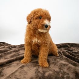 Squid - Red  male Goldendoodle puppy in Lafayette, Alabama from Sweethaven Kennels