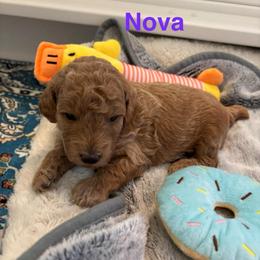 Nova - Apricot female Poodle puppy in Union Grove, Alabama from Beltane Bonnies