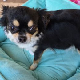 SHELLY - Chihuahua