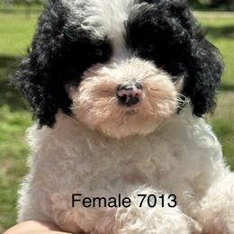 Rose - Parti female Goldendoodle puppy in Arcadia, Florida from KnuDawn Goldendoodles