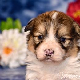 Citrus - Red male Pembroke Welsh Corgi puppy in East Canton, Ohio from Victorian Farms