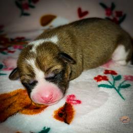 Twinkie - Red and white female Basenji puppy in San Diego, California from Triforce Basenjis