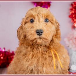 Frost - Red  male Goldendoodle puppy in Connersville, Indiana from Deaz Doodle Ranch