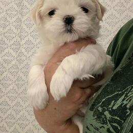 Male 3 - White and lemon male Maltese puppy in Fresno, California from Soua's Pups