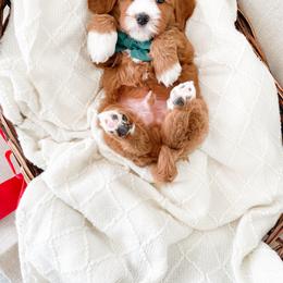 Bernedoodle and Cavapoo Puppies from Wonderful World Doodles