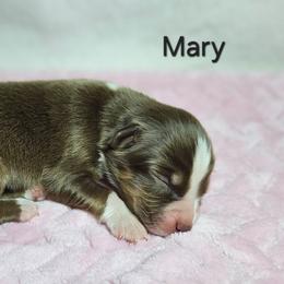 Mary - Red tri female Miniature Australian Shepherd puppy in Owensboro, Kentucky from JnT's Bluegrass Mini Aussies
